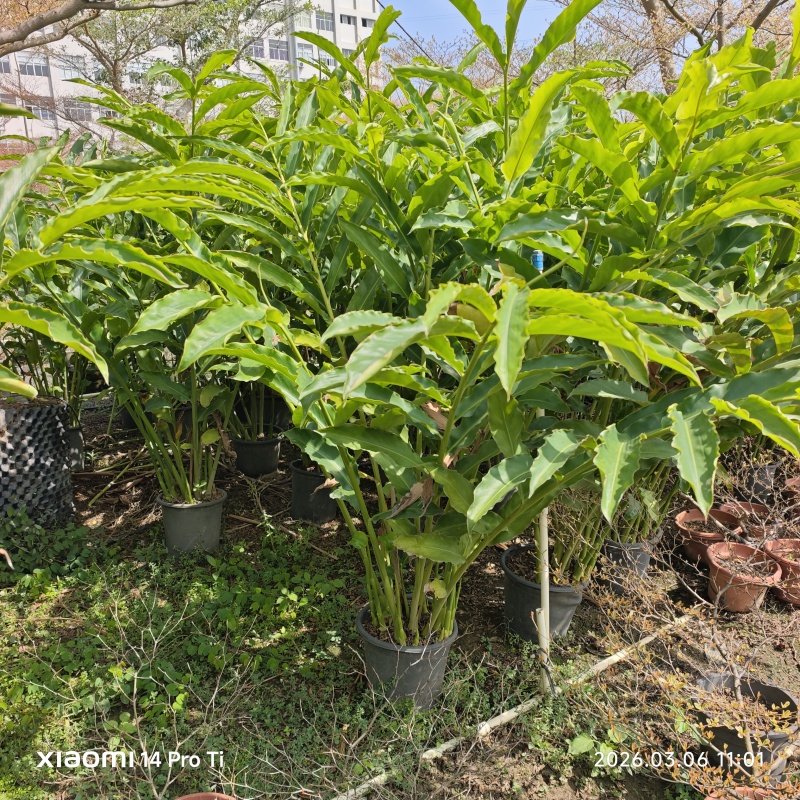 2603苗圃长期供应火炬姜瓷玫瑰盆栽假植苗鲜切花