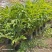 2603苗圃长期供应火炬姜瓷玫瑰盆栽假植苗鲜切花