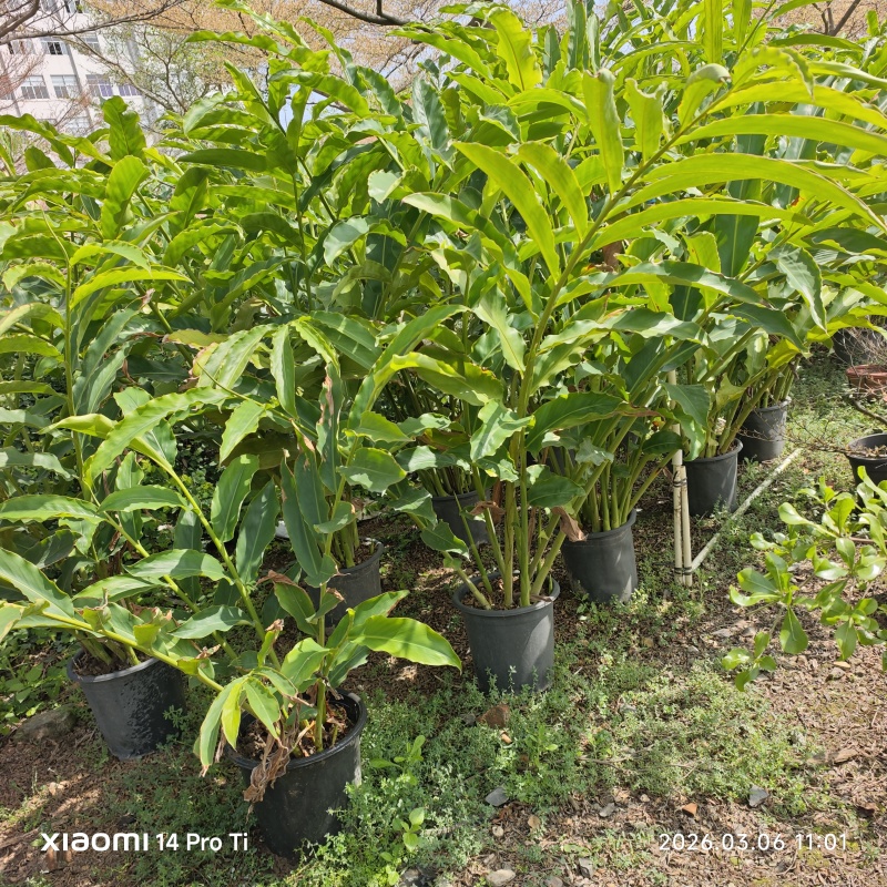 2603苗圃长期供应火炬姜瓷玫瑰盆栽假植苗鲜切花