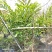 2603苗圃长期供应火炬姜瓷玫瑰盆栽假植苗鲜切花