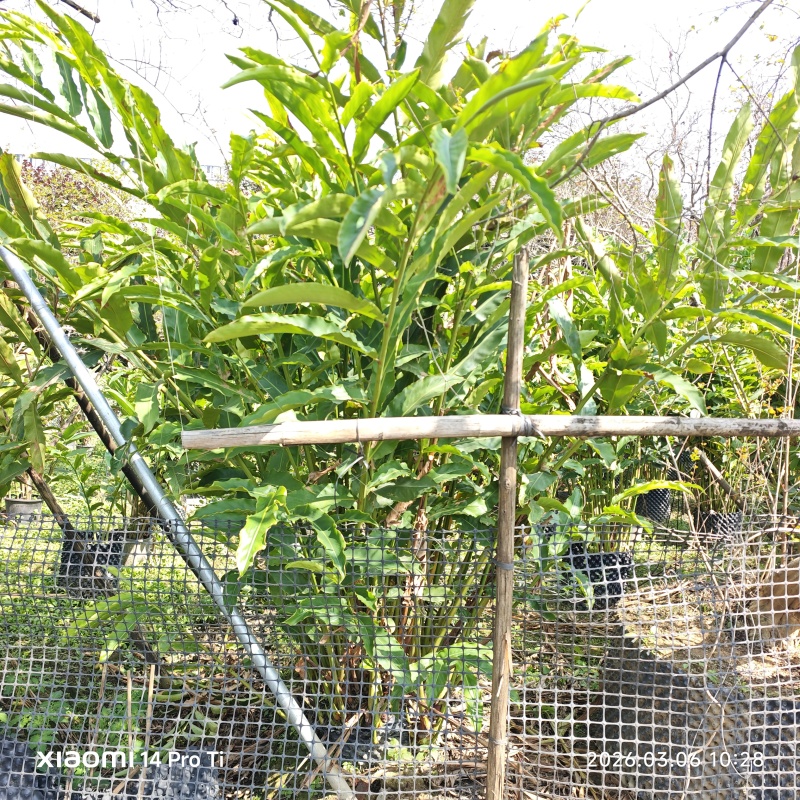 2603苗圃长期供应火炬姜瓷玫瑰盆栽假植苗鲜切花