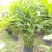 2603苗圃长期供应火炬姜瓷玫瑰盆栽假植苗鲜切花