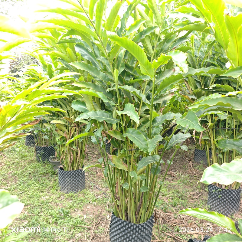 2603苗圃长期供应火炬姜瓷玫瑰盆栽假植苗鲜切花