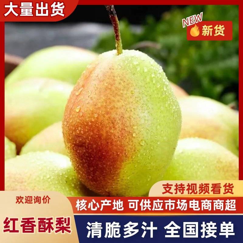 河北红香酥梨产地直供脆甜多汁新鲜水果批发