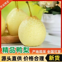 产地直供河北鸭梨脆甜无渣新鲜水果批发一手货源