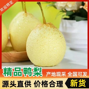 产地直供河北鸭梨脆甜无渣新鲜水果批发一手货源
