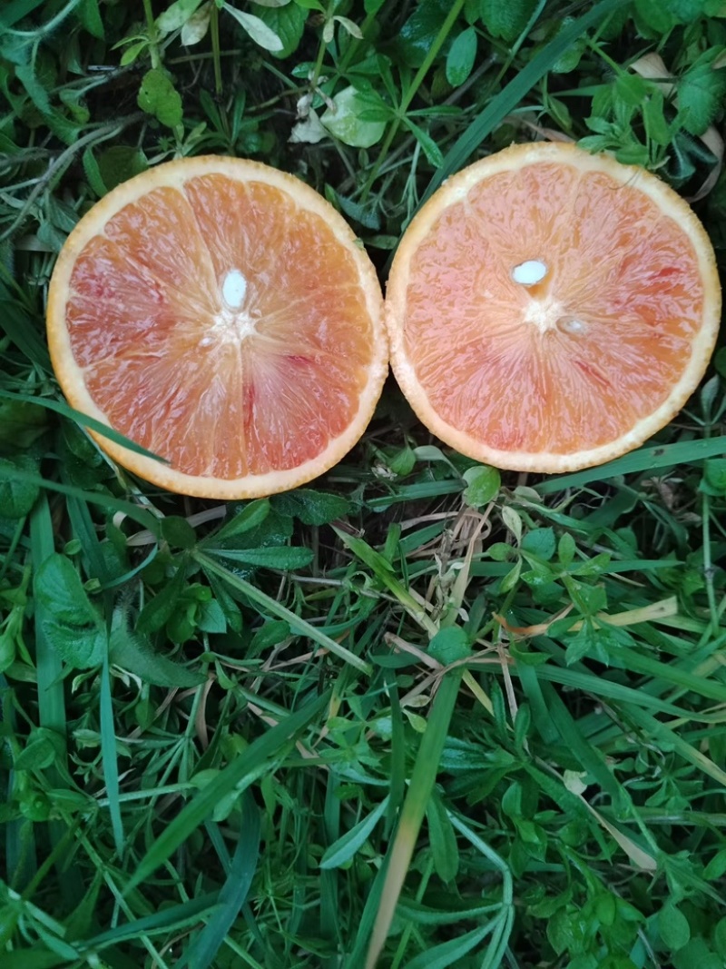 塔罗科血橙