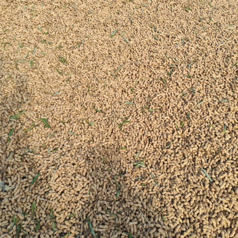 出售冀花915高油酸花生