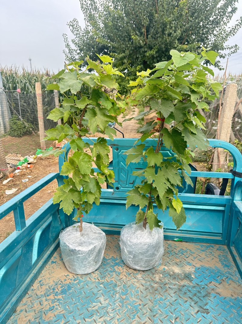 葡萄苗盆栽葡萄树苗营养钵葡萄苗盆栽带果葡萄树苗