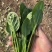 山东菏泽精品菠菜基地种植产地直销大量上市欢迎咨询