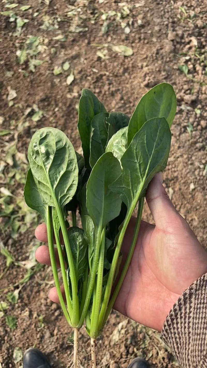 山东菏泽精品菠菜基地种植产地直销大量上市欢迎咨询