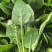 山东菏泽精品菠菜基地种植产地直销大量上市欢迎咨询