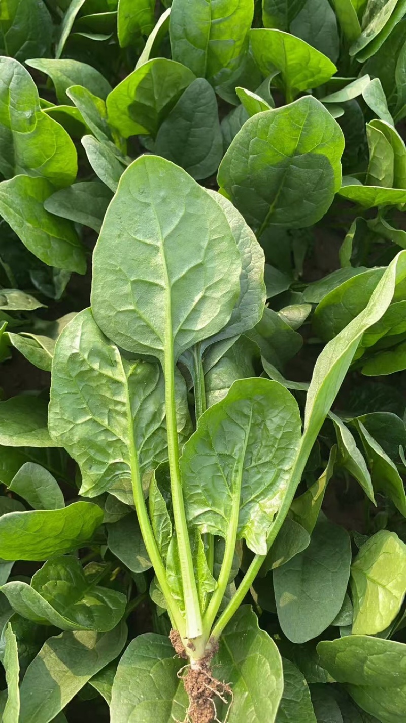 山东菏泽精品菠菜基地种植产地直销大量上市欢迎咨询