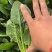 山东菏泽精品菠菜基地种植产地直销大量上市欢迎咨询