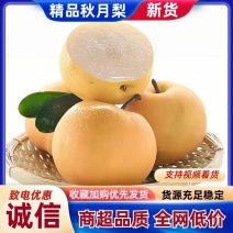 河北秋月梨冷库现货细腻化渣整箱批发一手货源