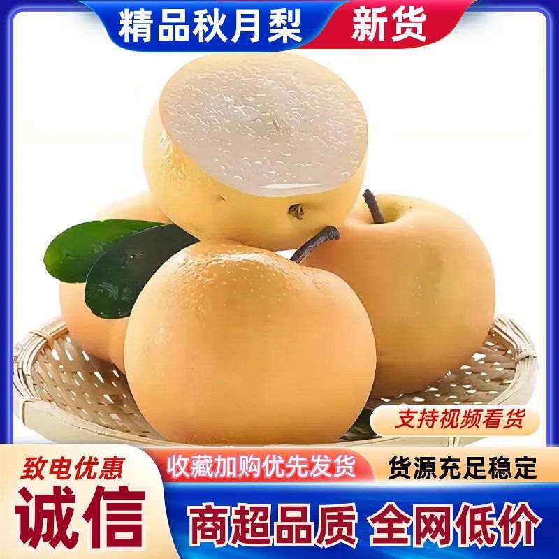 河北秋月梨冷库现货细腻化渣整箱批发一手货源