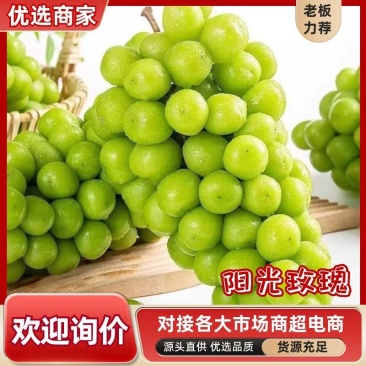 应季阳光玫瑰优质大果电商供货葡萄批发货源足