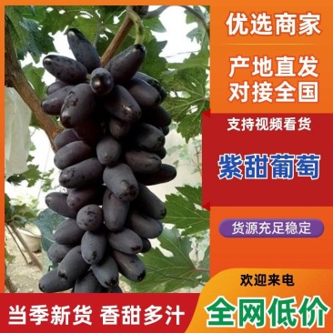 紫甜葡萄新鲜多汁皮薄肉厚产地直供批发货源足