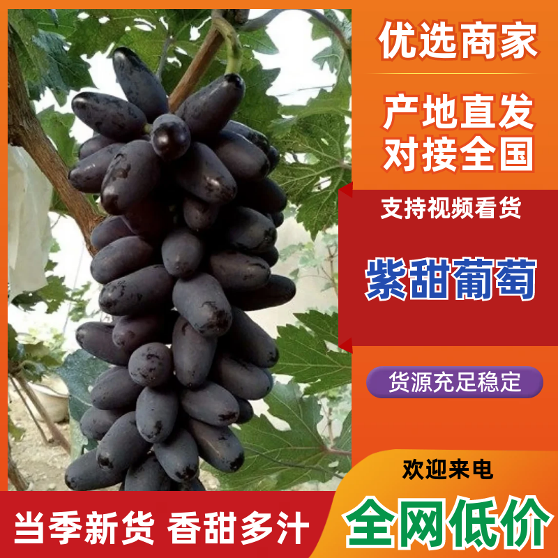 紫甜葡萄新鲜多汁皮薄肉厚产地直供批发货源足