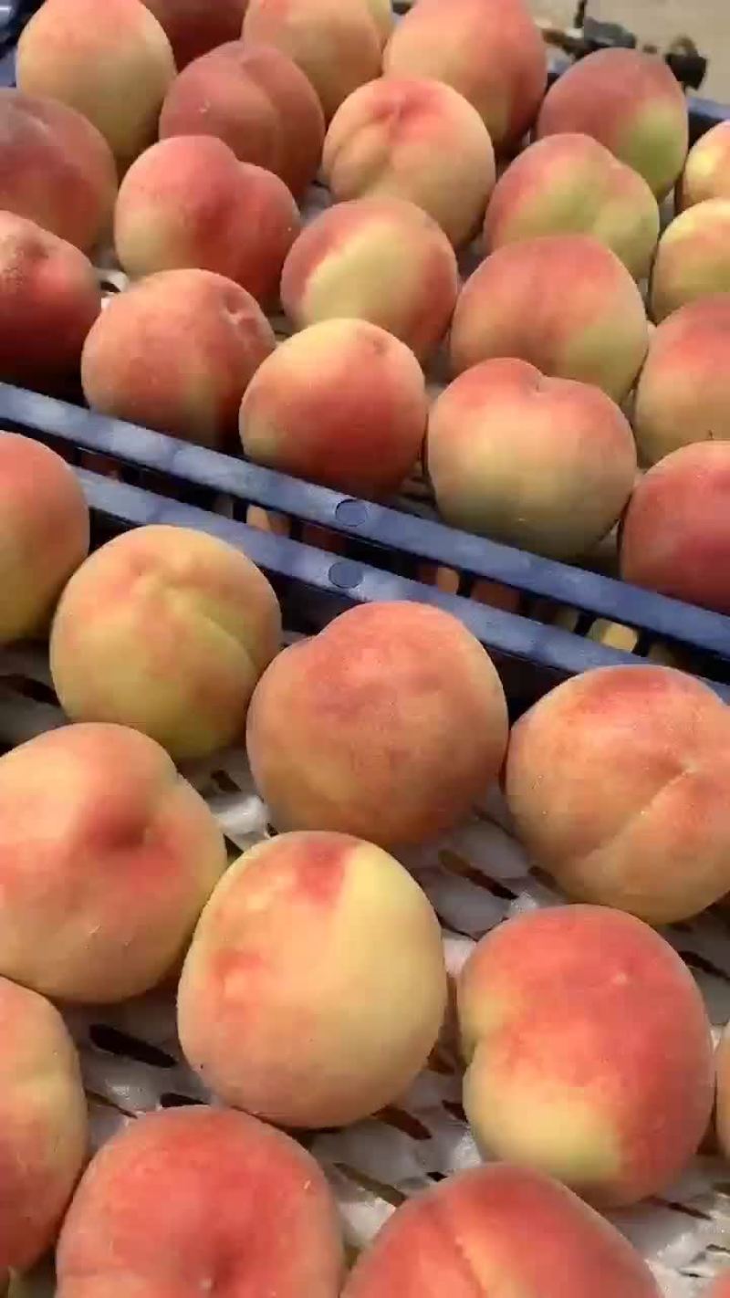 新鲜毛桃脆甜多汁产地直供水果批发量大从优