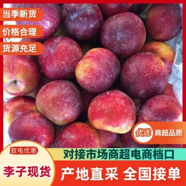 新鲜李子雪花李玫瑰李脆甜多汁产地直供水果批发量大从优