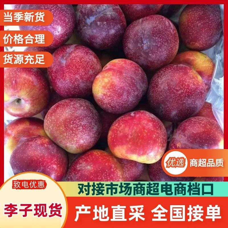 新鲜李子雪花李玫瑰李脆甜多汁产地直供水果批发量大从优