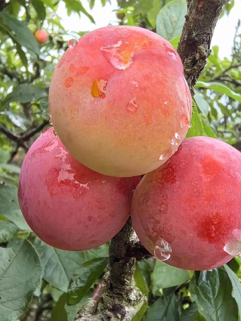 新鲜李子雪花李玫瑰李脆甜多汁产地直供水果批发量大从优