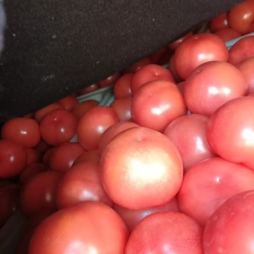 西红柿🍅