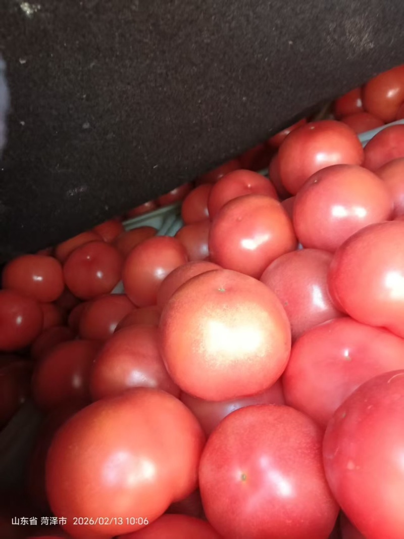 西红柿🍅
