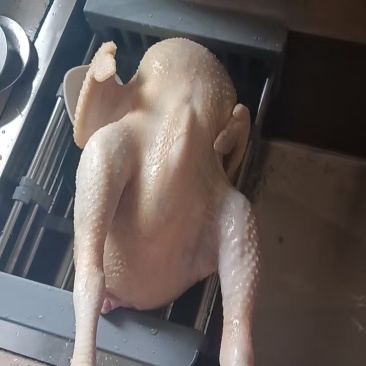 土鸡