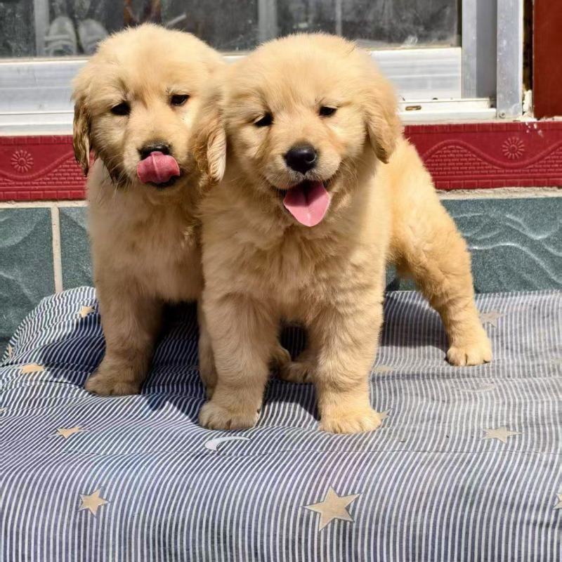 金毛犬