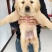 金毛犬