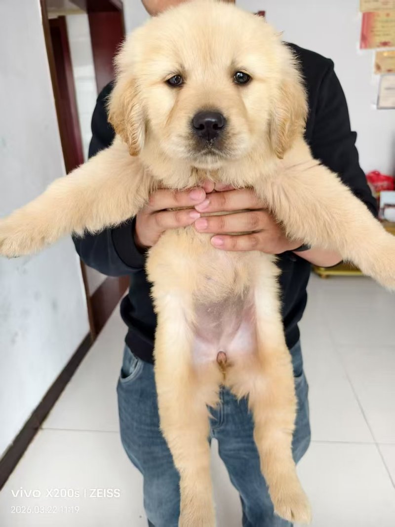 金毛犬