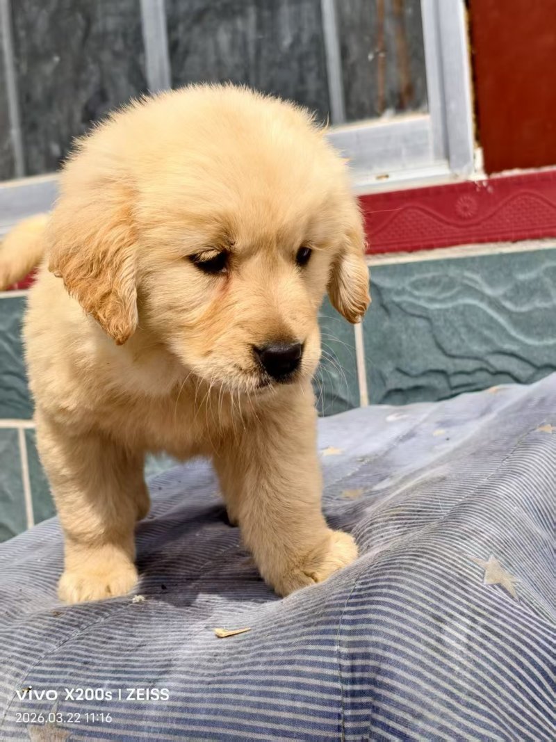 金毛犬