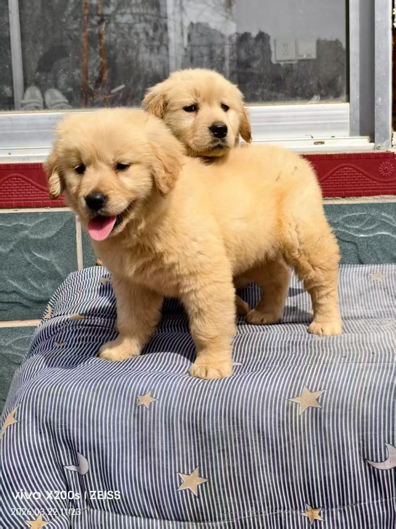 金毛犬