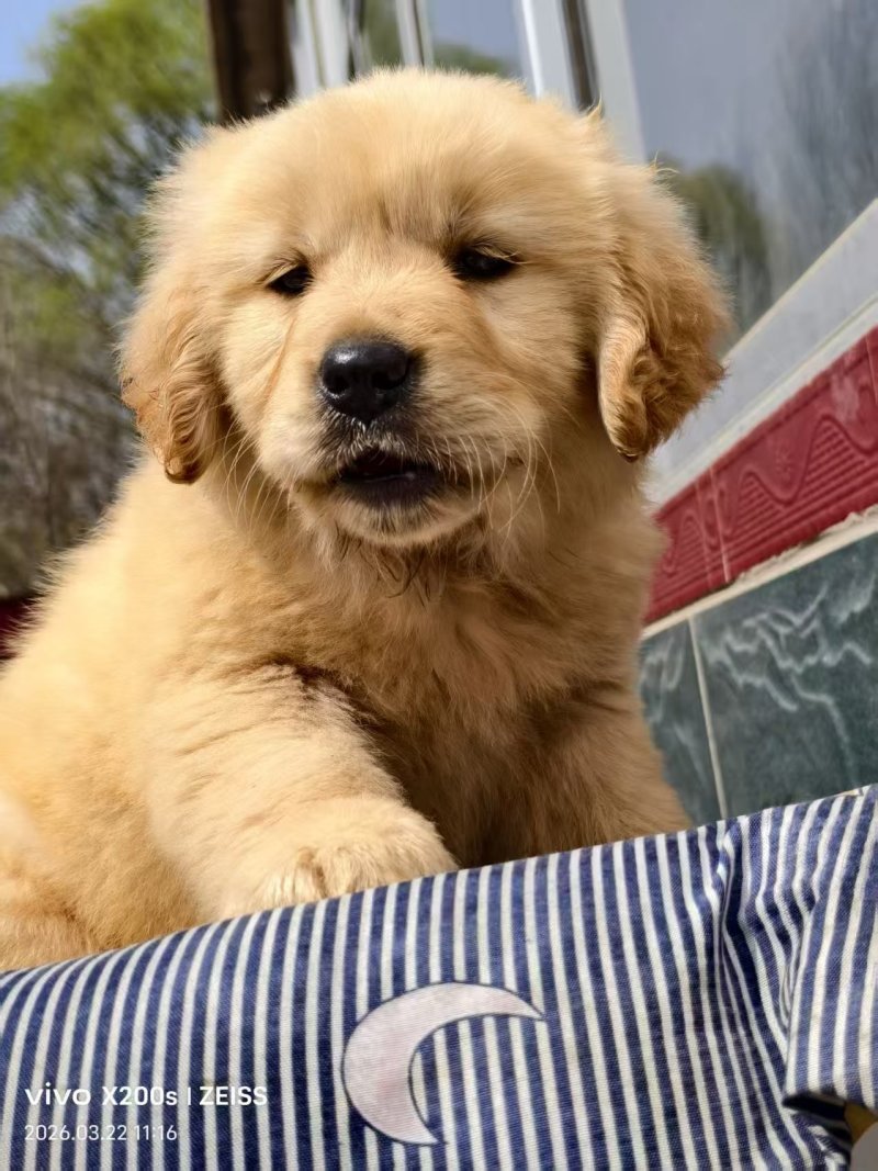 金毛犬