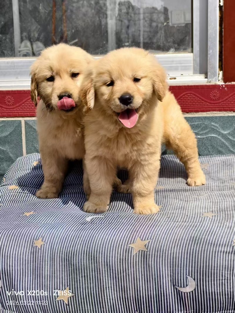 金毛犬