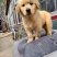金毛犬