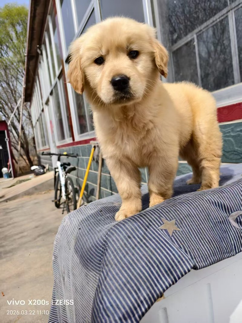 金毛犬