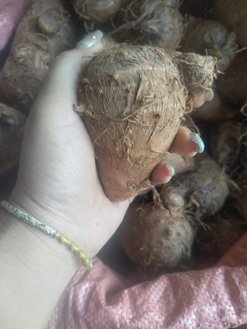 云南现挖红土牛奶芋头场地直发一手货源
