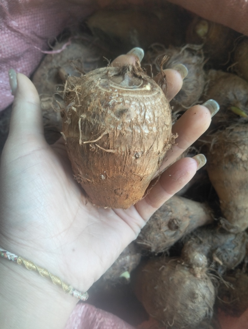 云南现挖红土牛奶芋头场地直发一手货源
