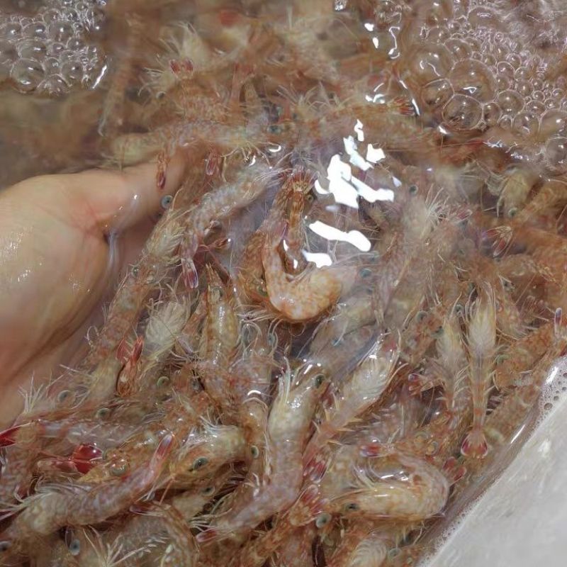 樱花虾小个北海码头直发，电商平台社区团购家庭装