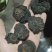 新疆精品软肉苁蓉黑片生切片药食同源产地直发