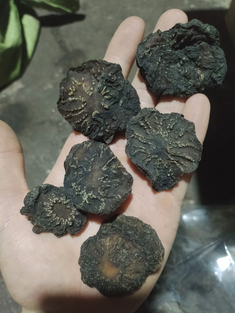 新疆精品软肉苁蓉黑片生切片药食同源产地直发