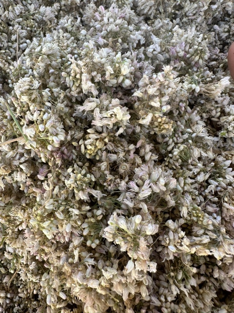 甘肃野生洋湖花麻麻花山蒙花代发/大货