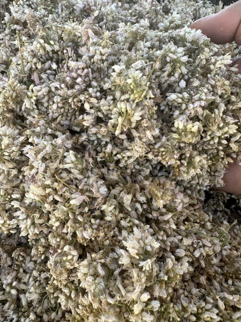 甘肃野生洋湖花麻麻花山蒙花代发/大货