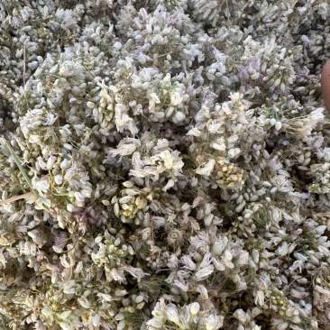 甘肃野生洋湖花麻麻花山蒙花代发/大货