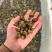 精品田螺。食用螺