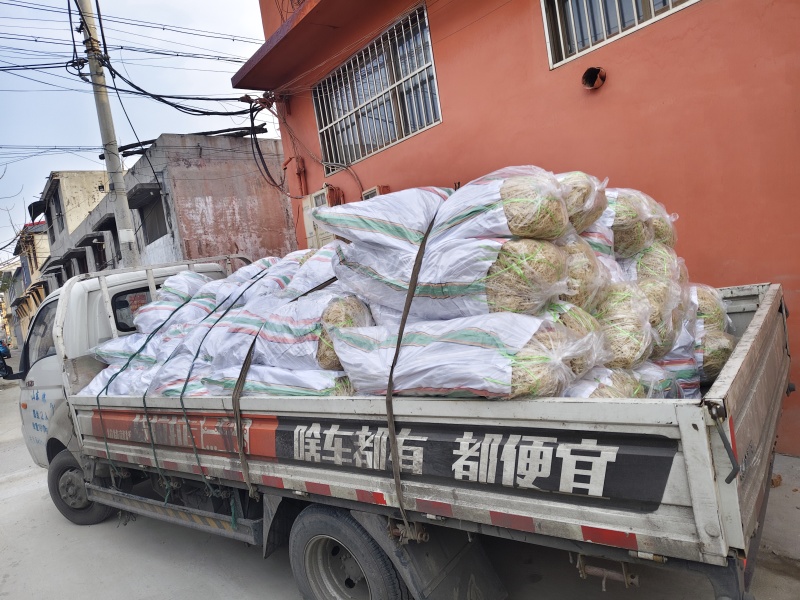 龙须菜全干凉拌菜干到扎手龙须菜干货火锅店凉拌批发
