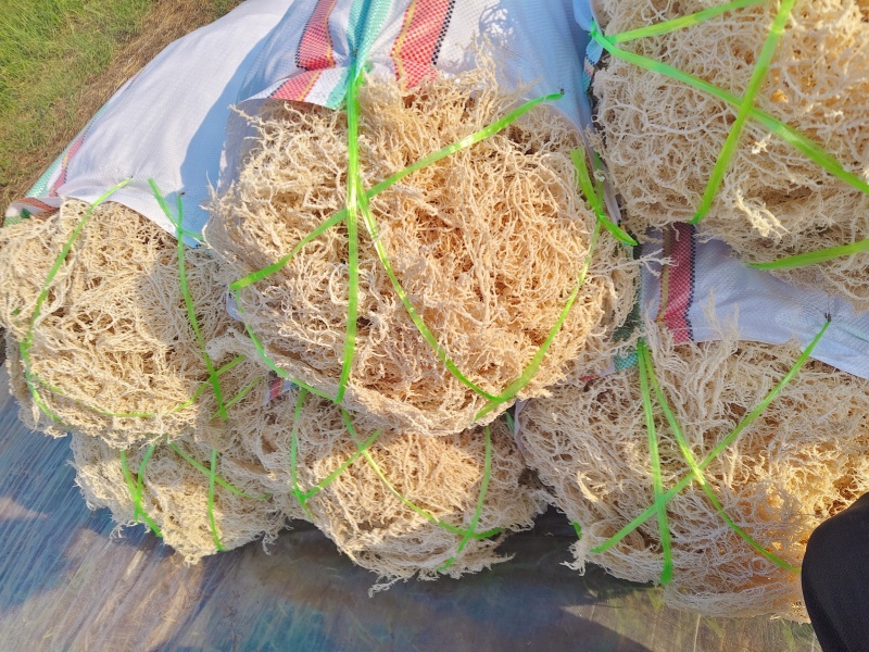 龙须菜全干凉拌菜干到扎手龙须菜干货火锅店凉拌批发